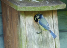 Meisen-Nistkasten, Foto: Jürgen Aschenbach